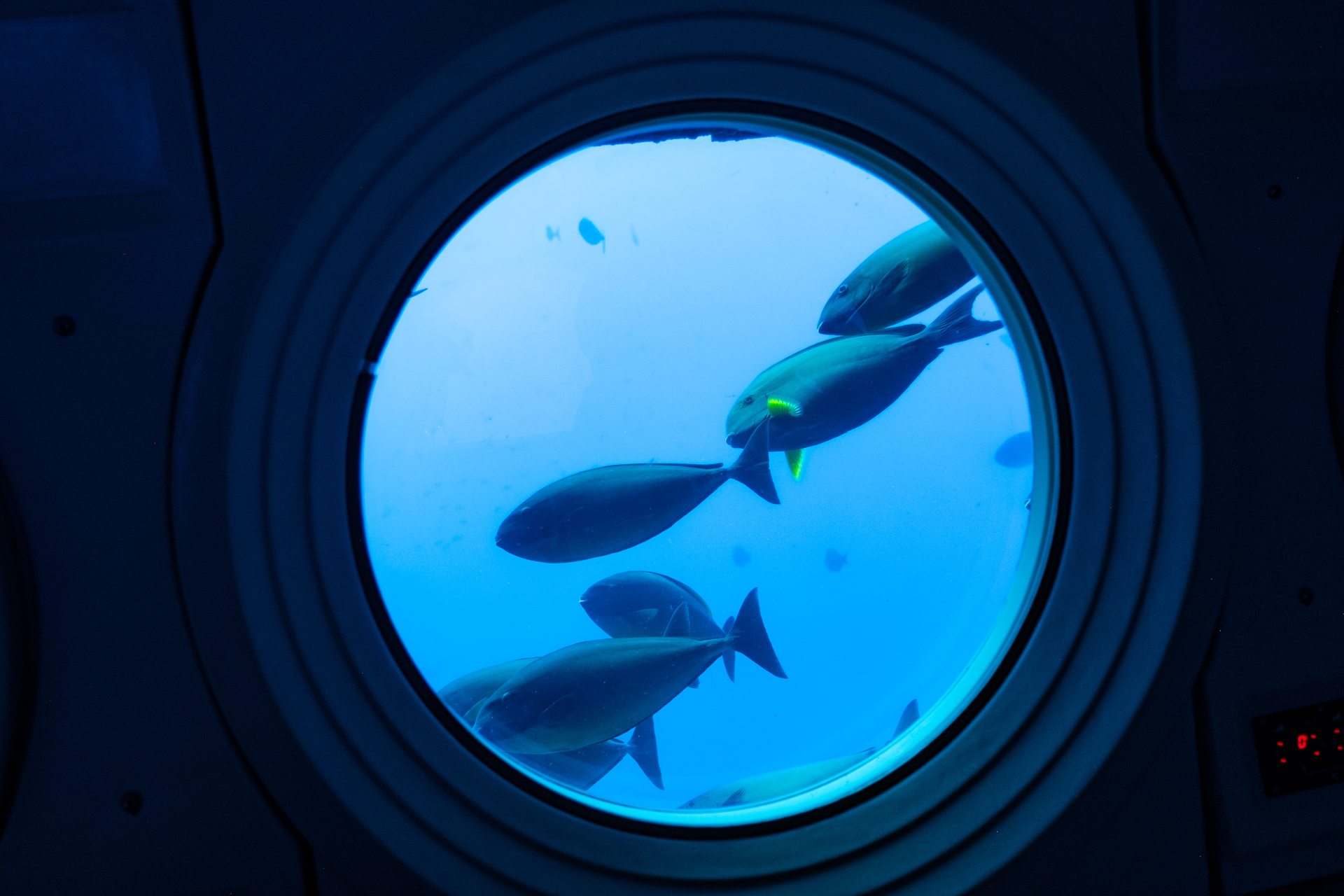 Widok przez okrągłe okno łodzi podwodnej na stadko ciemnych ryb z żółtymi płetwami w intensywnie niebieskiej wodzie