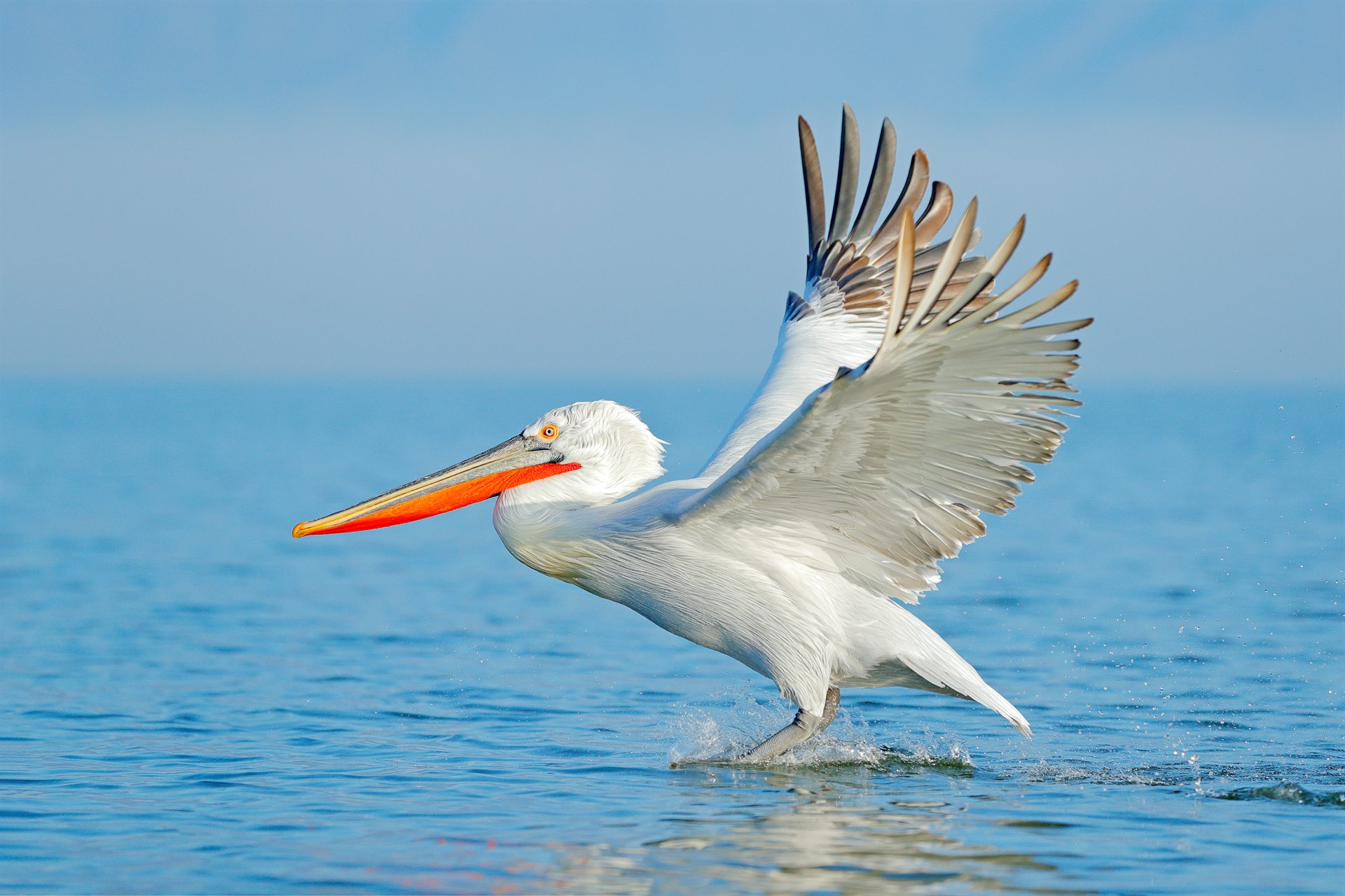Duży biały pelikan z jaskrawo pomarańczowym dziobem rozpostierający skrzydła nad powierzchnią morza